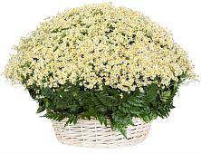 Цветочная композиция из Ромашки в корзине #REPLACE_PRED# Кокошкино